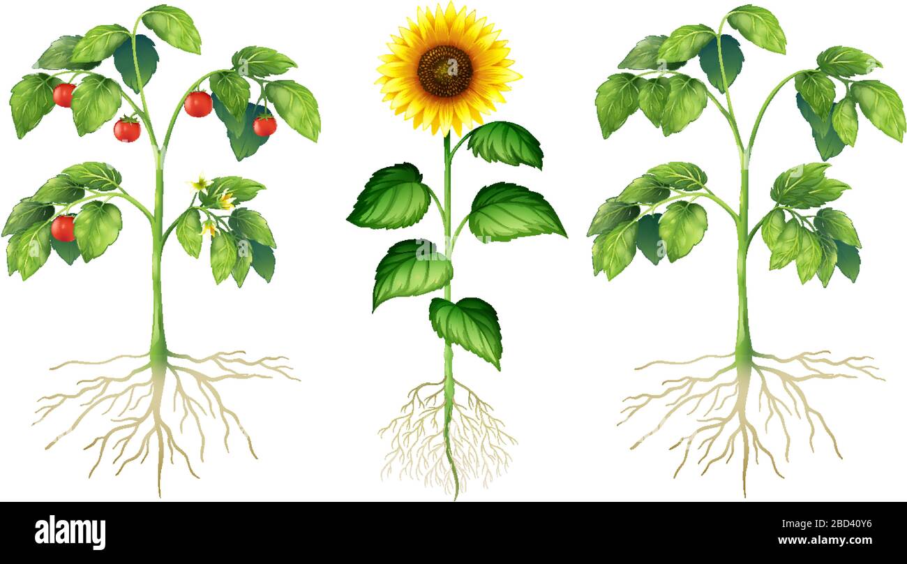 Three different types of plants on white background ...