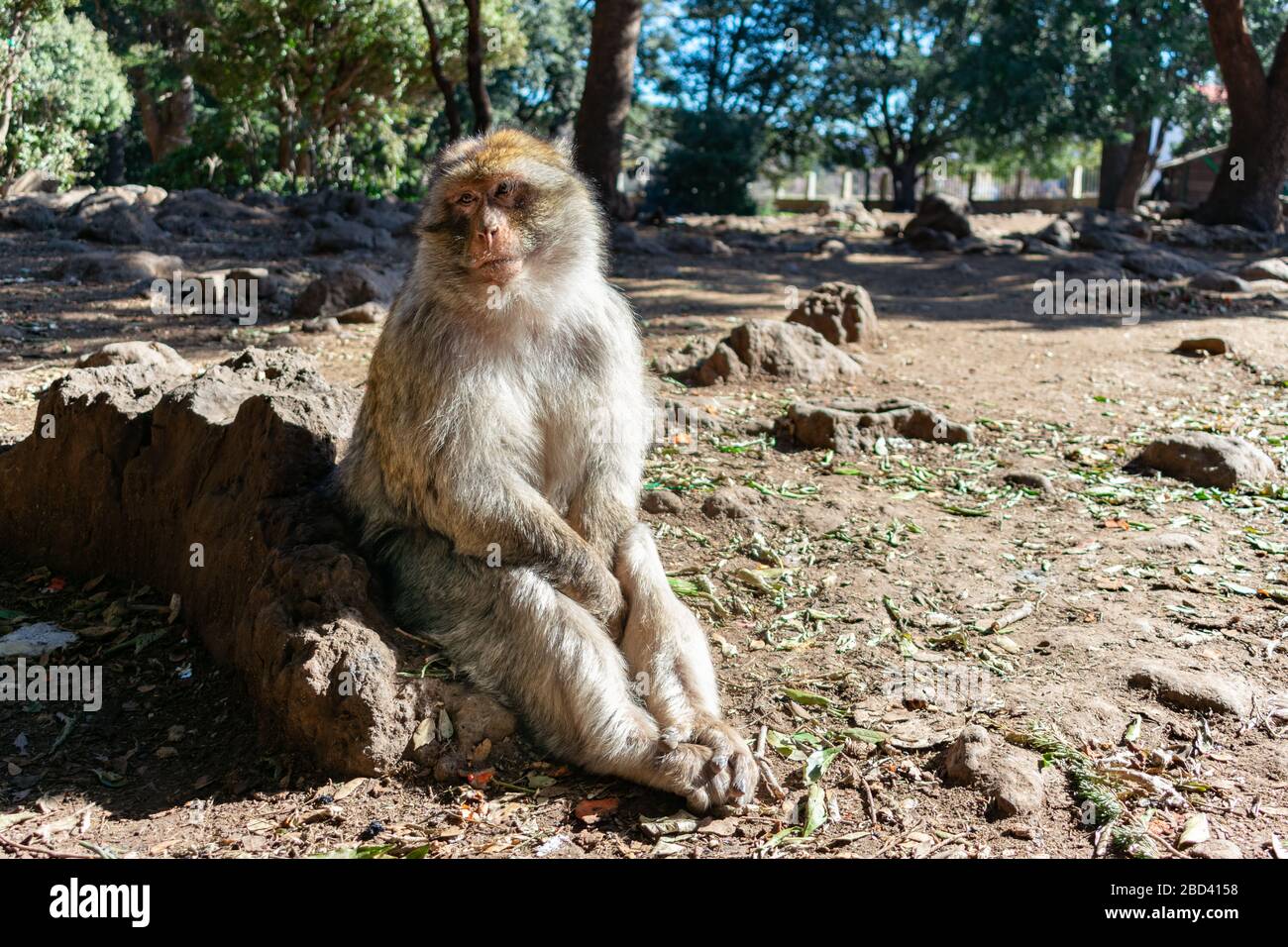 Barbary Macaque Sitting on the ground in the Middle Atlas Mountains Stock Photo