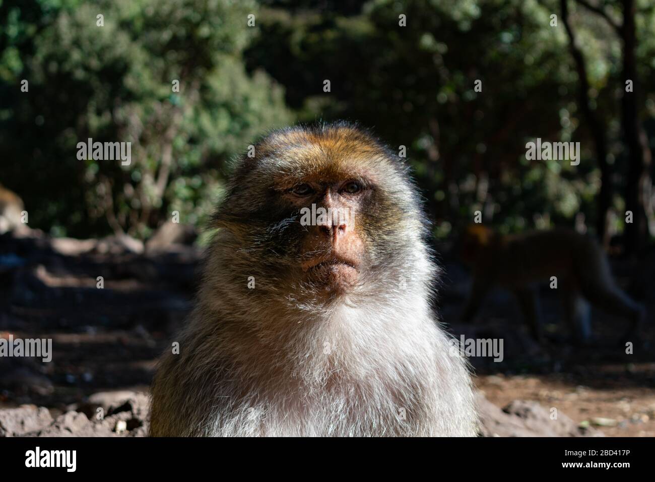 Barbary Macaque Closeup Portrait in the Middle Atlas Mountains of Morocco Stock Photo