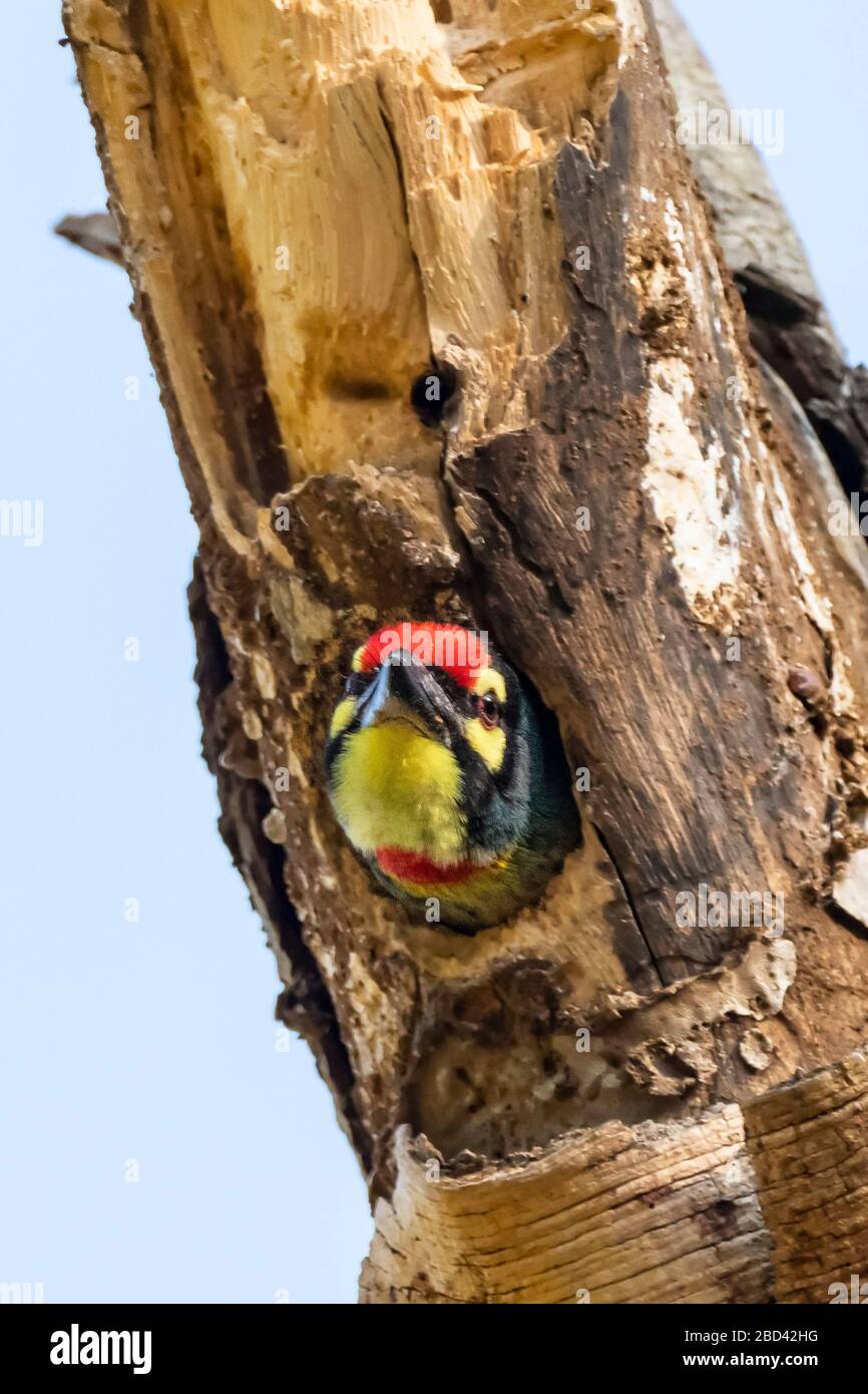 Coppersmith Barbet, Crimson-breasted Barbet or Coppersmith is a small bird with streaked chest, a black-red-yellow face and a crimson forehead. Stock Photo