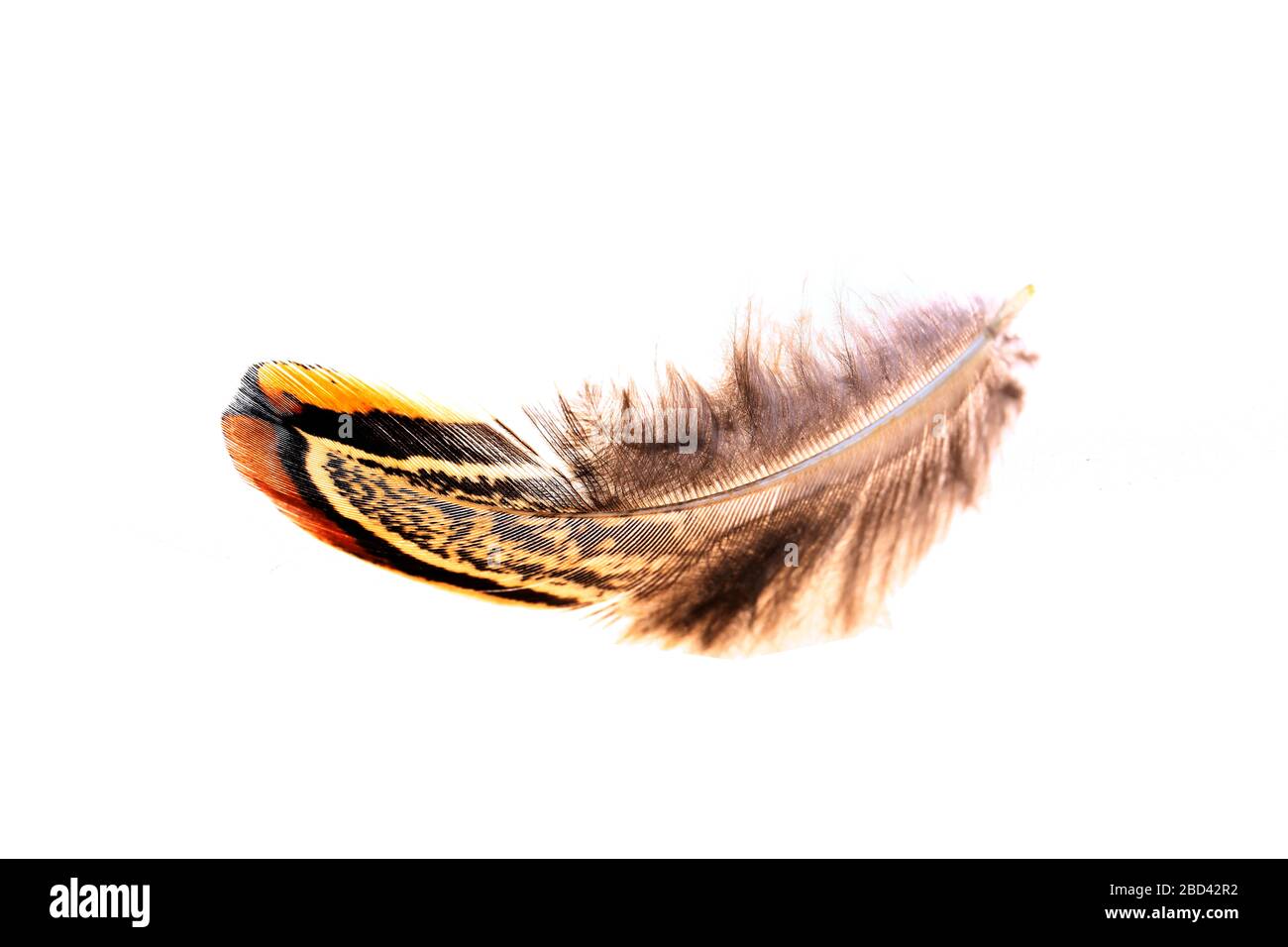 The feathers, white background, A close-up Stock Photo