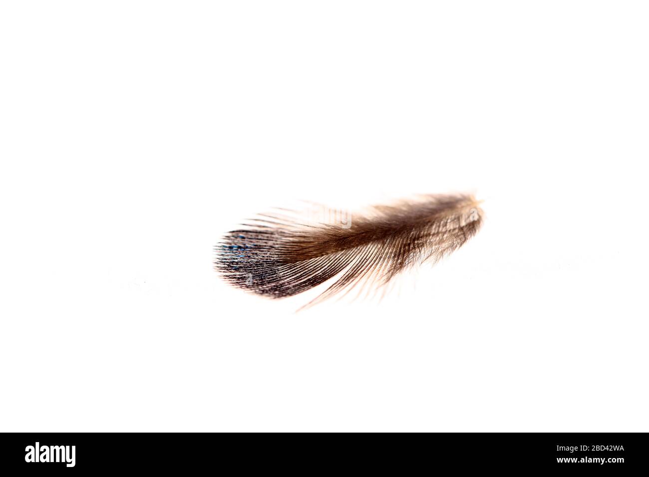 The feathers, white background, A close-up Stock Photo