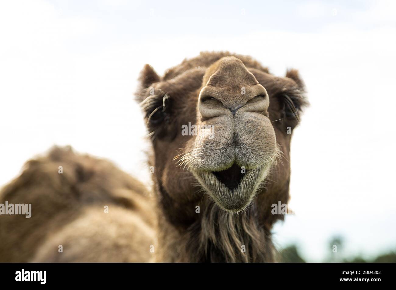Closeup of a camel looking straight at the camera pulling a funny face Stock Photo
