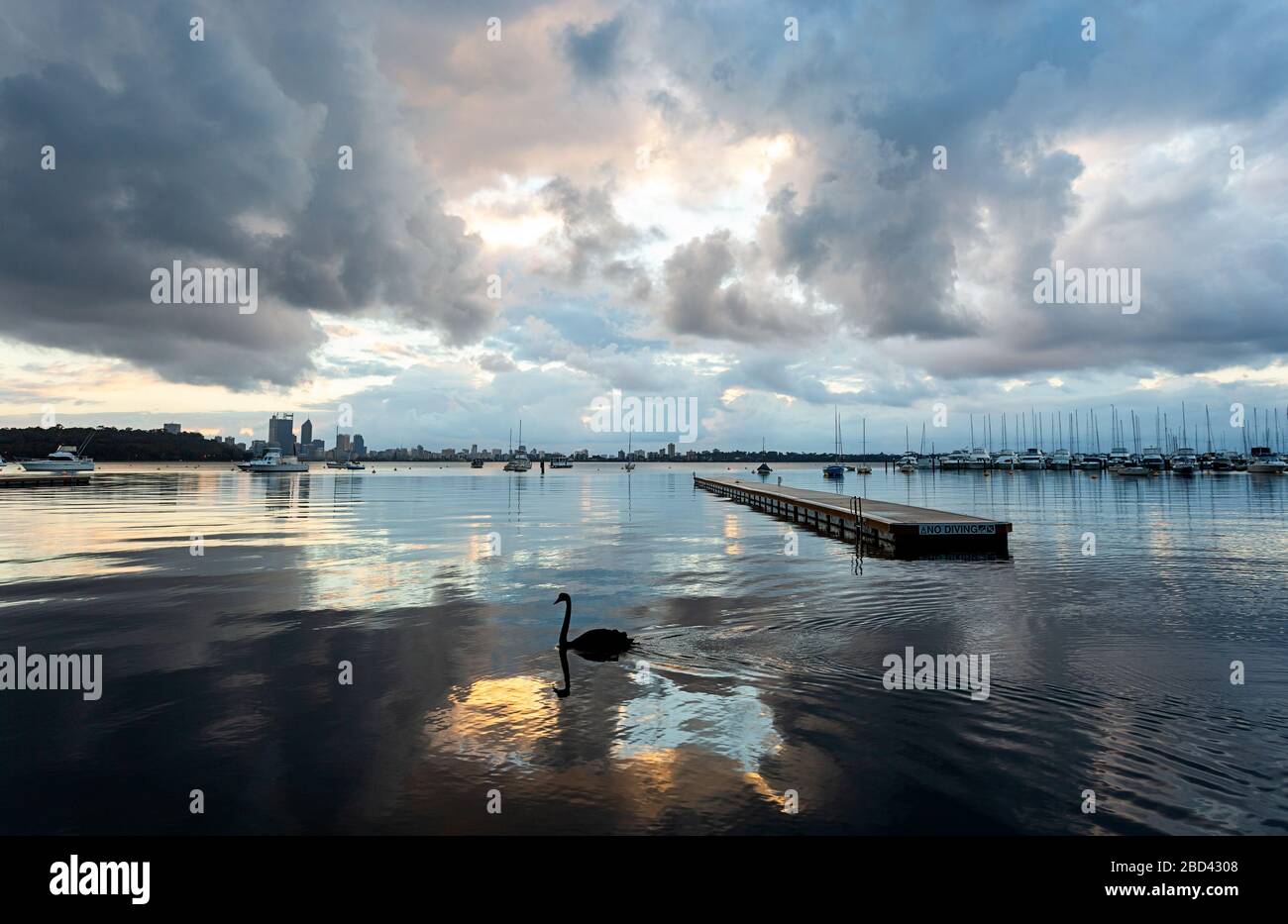 Sunrise at Matilda Bay, Perth. A black swan swims past the wooden pontoon, with beautiful clouds reflected in the still river Stock Photo