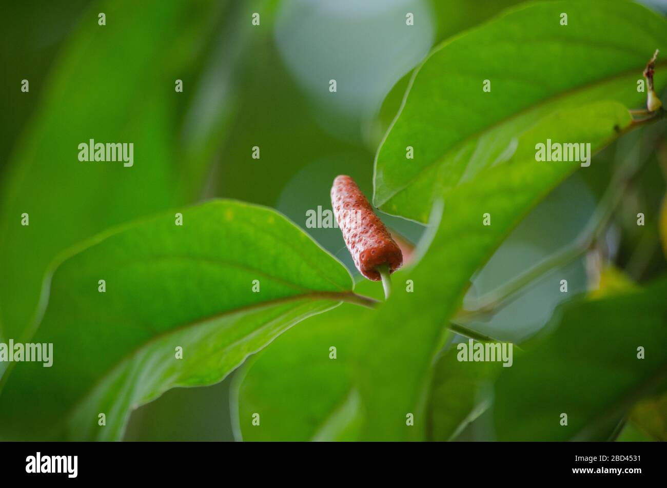 it is fruit, which is usually dried and used as a spice and seasoning. Stock Photo