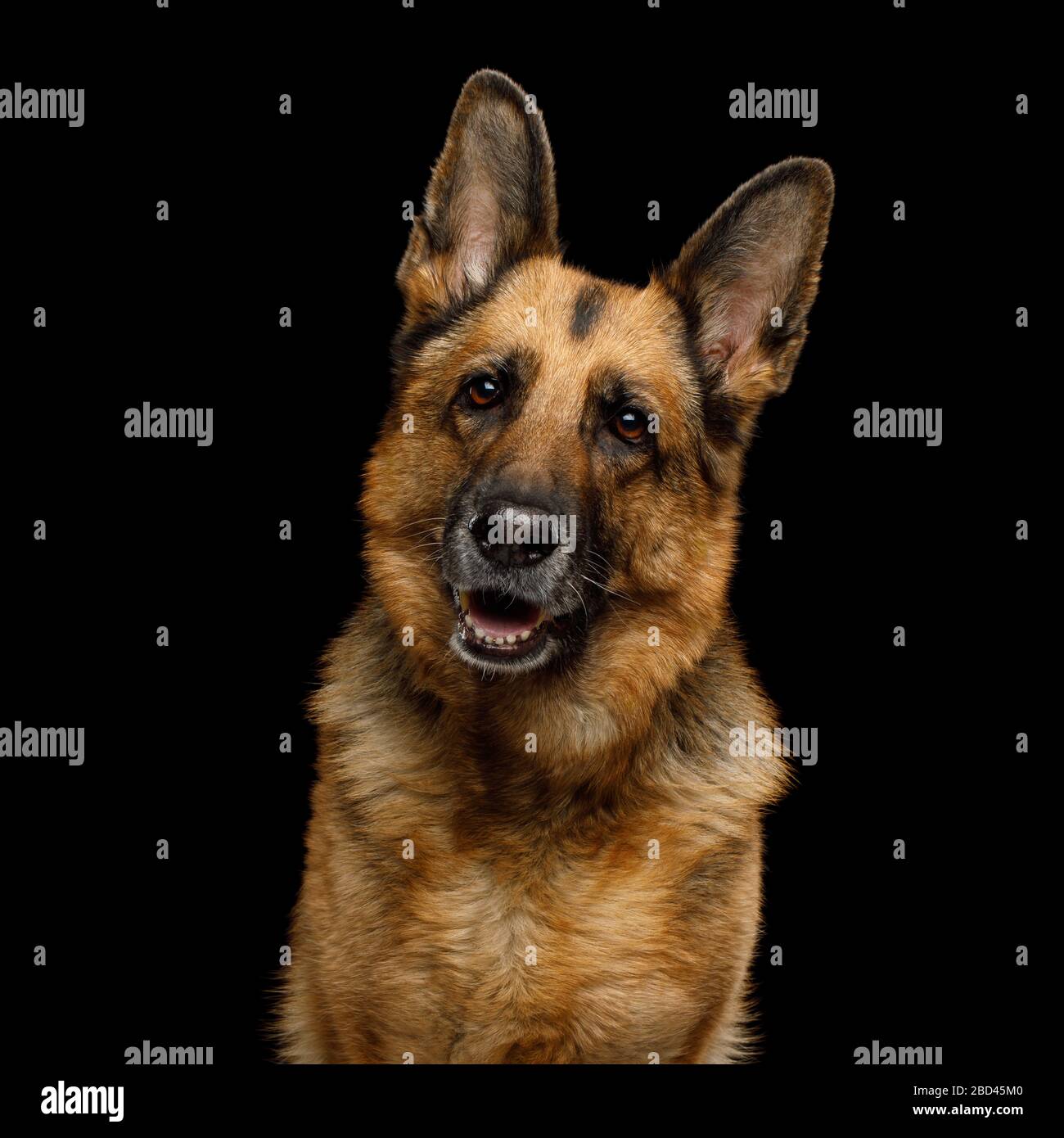 Why Do German Shepherds Turn Their Heads