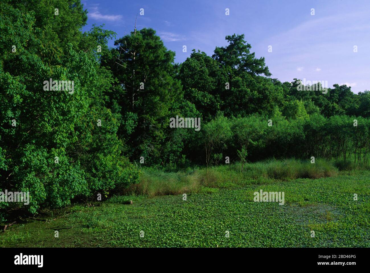 Bayou Sauvage, Bayou Sauvage National Wildlife Refuge, Louisiana Stock