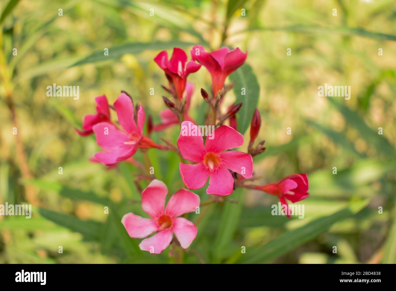 Red flowers tree hi-res stock photography and images - Alamy