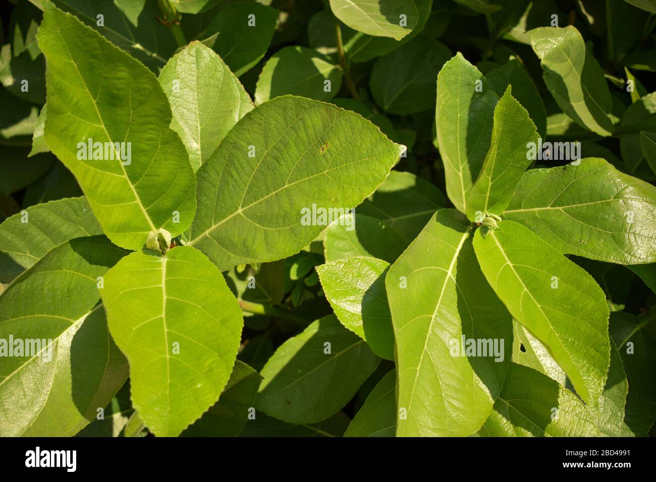 Green leaves pattern background, Natural background and wallpaper Stock ...