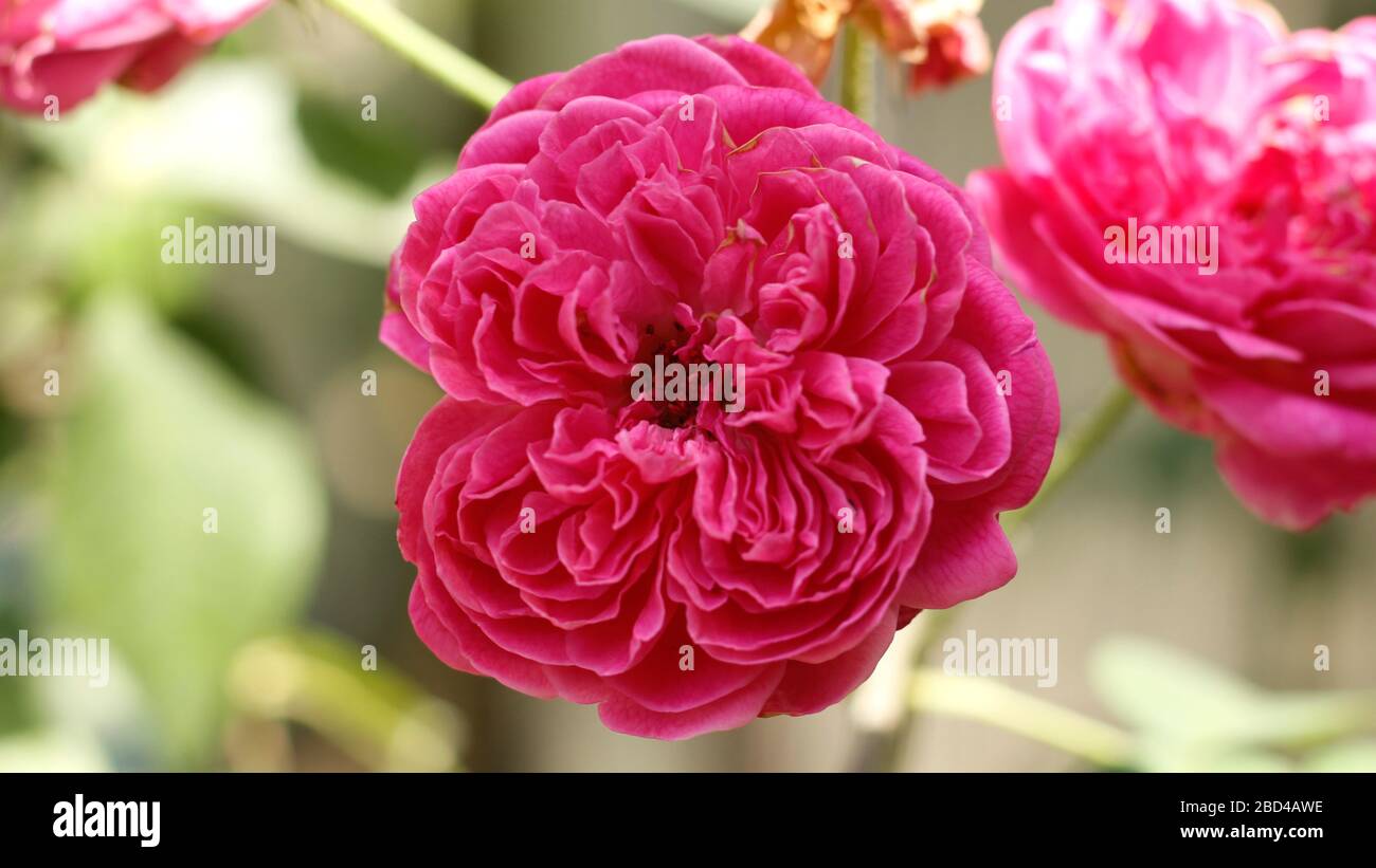 Rose flower wallpaper hires stock photography and images Alamy