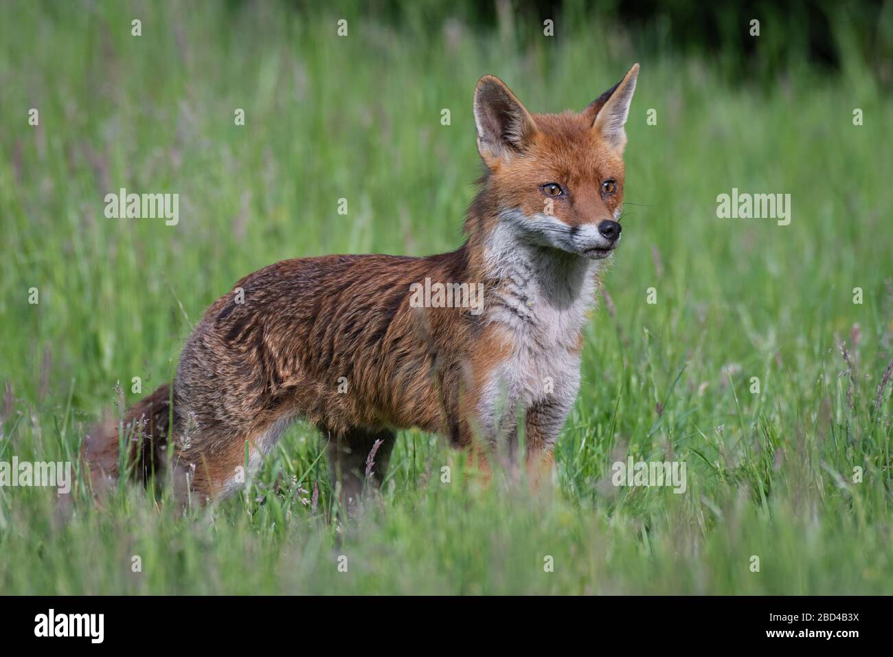 a beautiful portrait of a red fox, vulpes vulpes, standing proud on grass in a meadow with ears pricked. Stock Photo