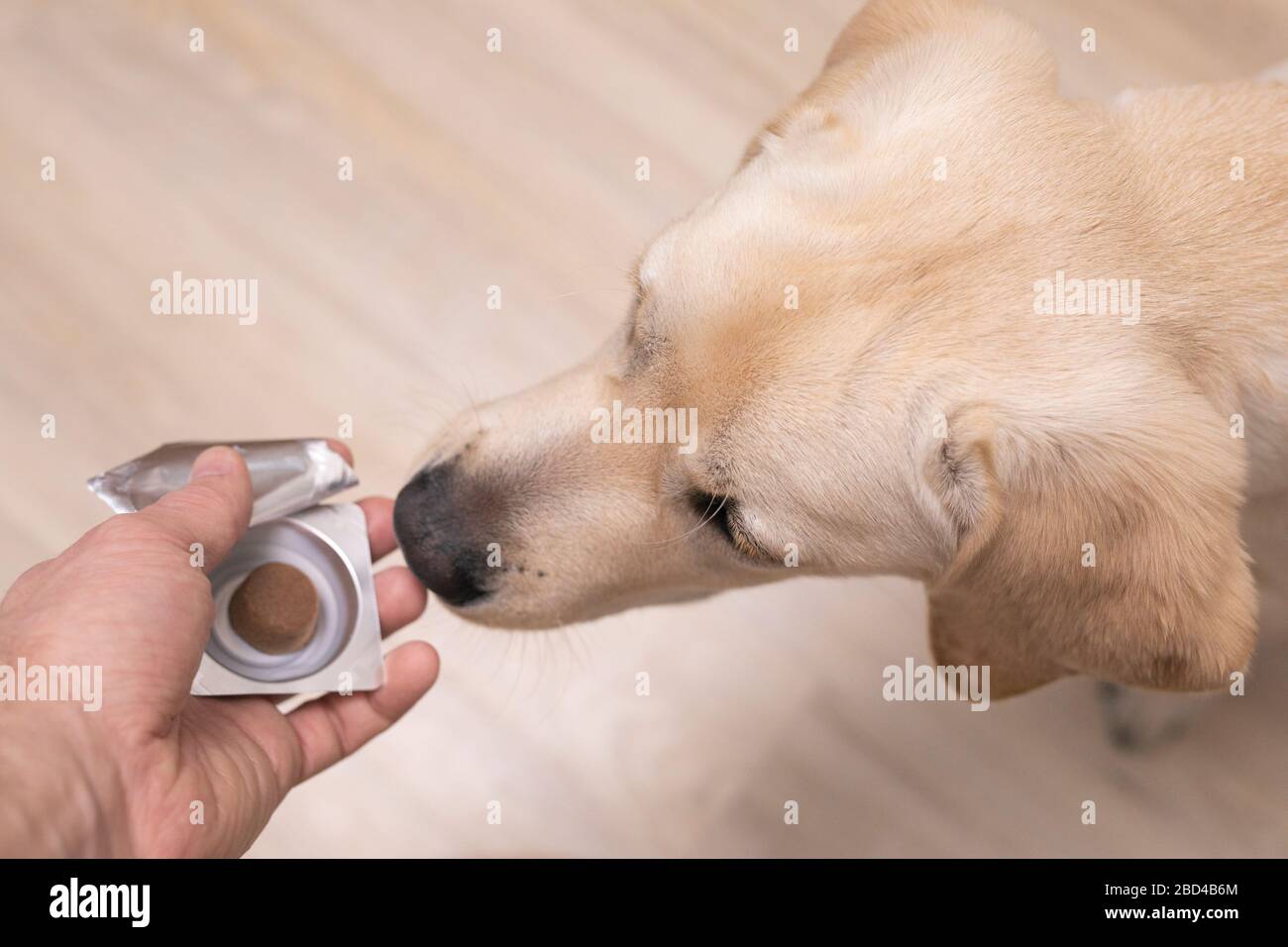 veterinarian doctor giving medicament to dog. veterinary medicine, pet