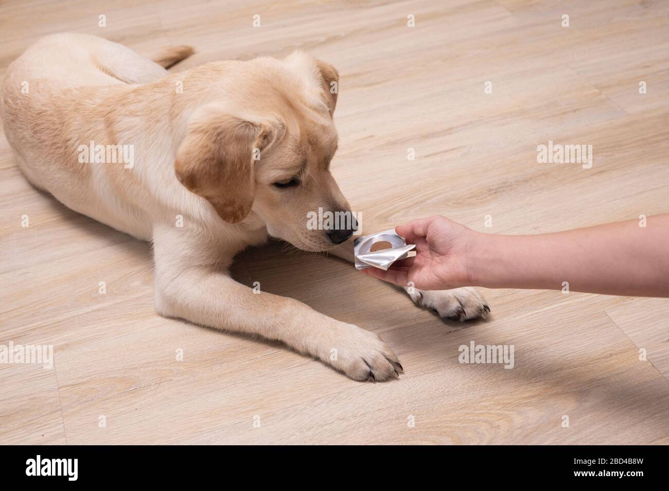 Owner giving medicament to puppy. veterinary medicine, pet, animals, health care concept. Stock Photo