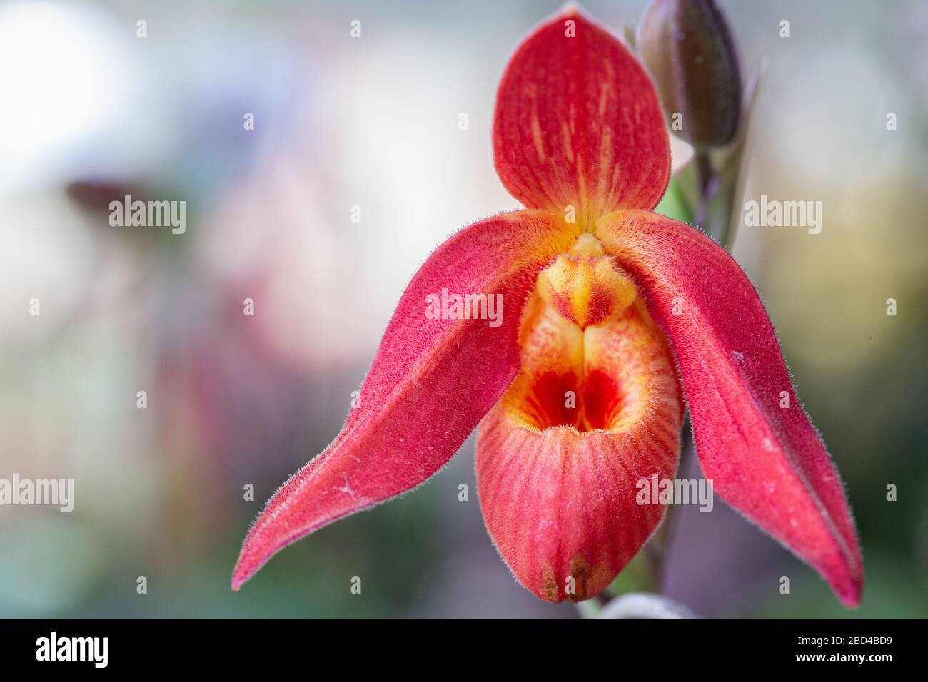 Orchid flower in orchid garden at winter or spring day for postcard beauty and agriculture design. Paphiopedilum Orchidaceae. or Lady's Slipper. Stock Photo