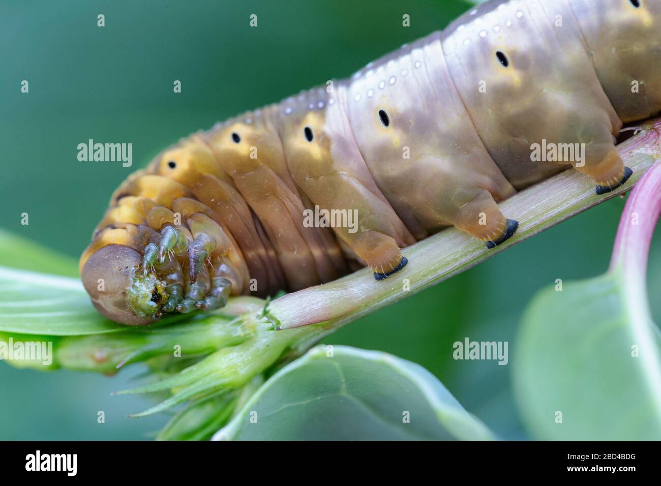 Caterpillar worm on tree. Caterpillar worm eating leaves Stock Photo