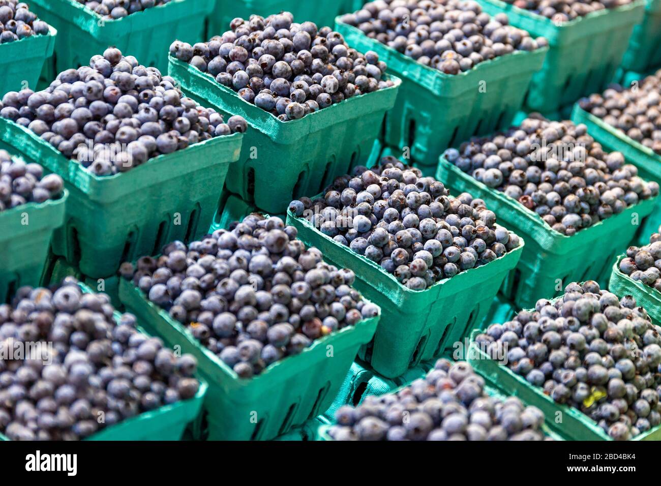 Variety of fresh blueberries for sale on a St Lawrence Market fruit