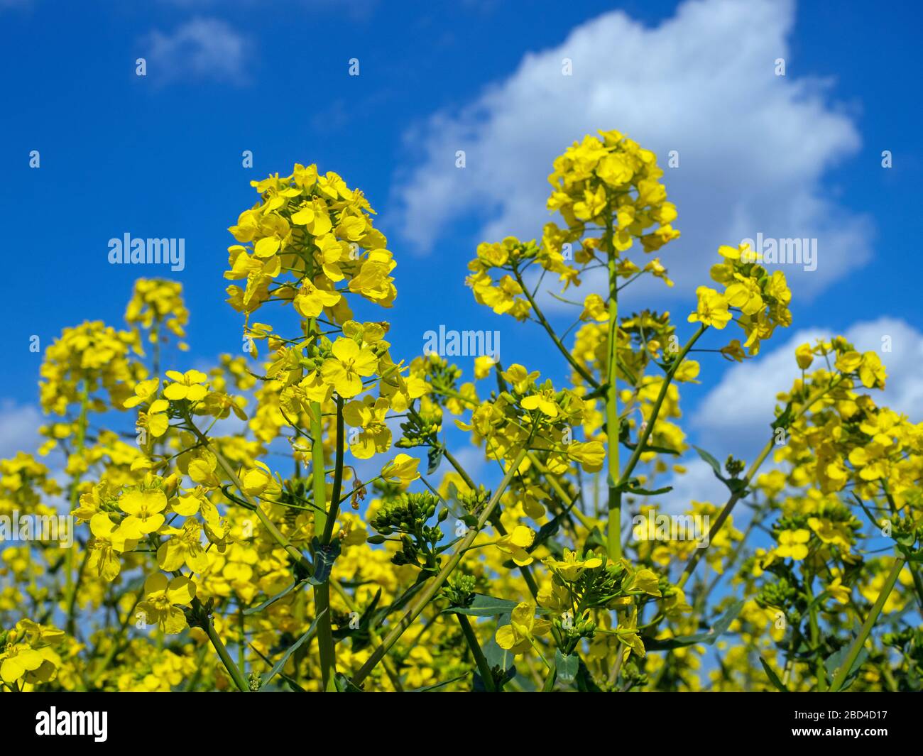 Rapeseed (Brassica napus subsp. napus) in flower late March Stock Photo