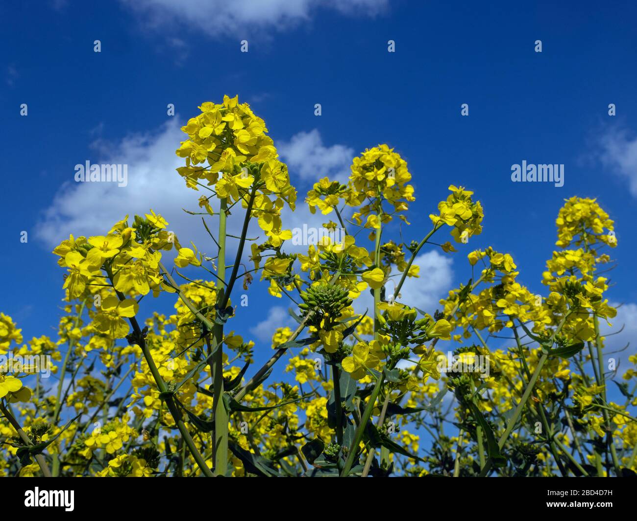 Rapeseed (Brassica napus subsp. napus) in flower late March Stock Photo