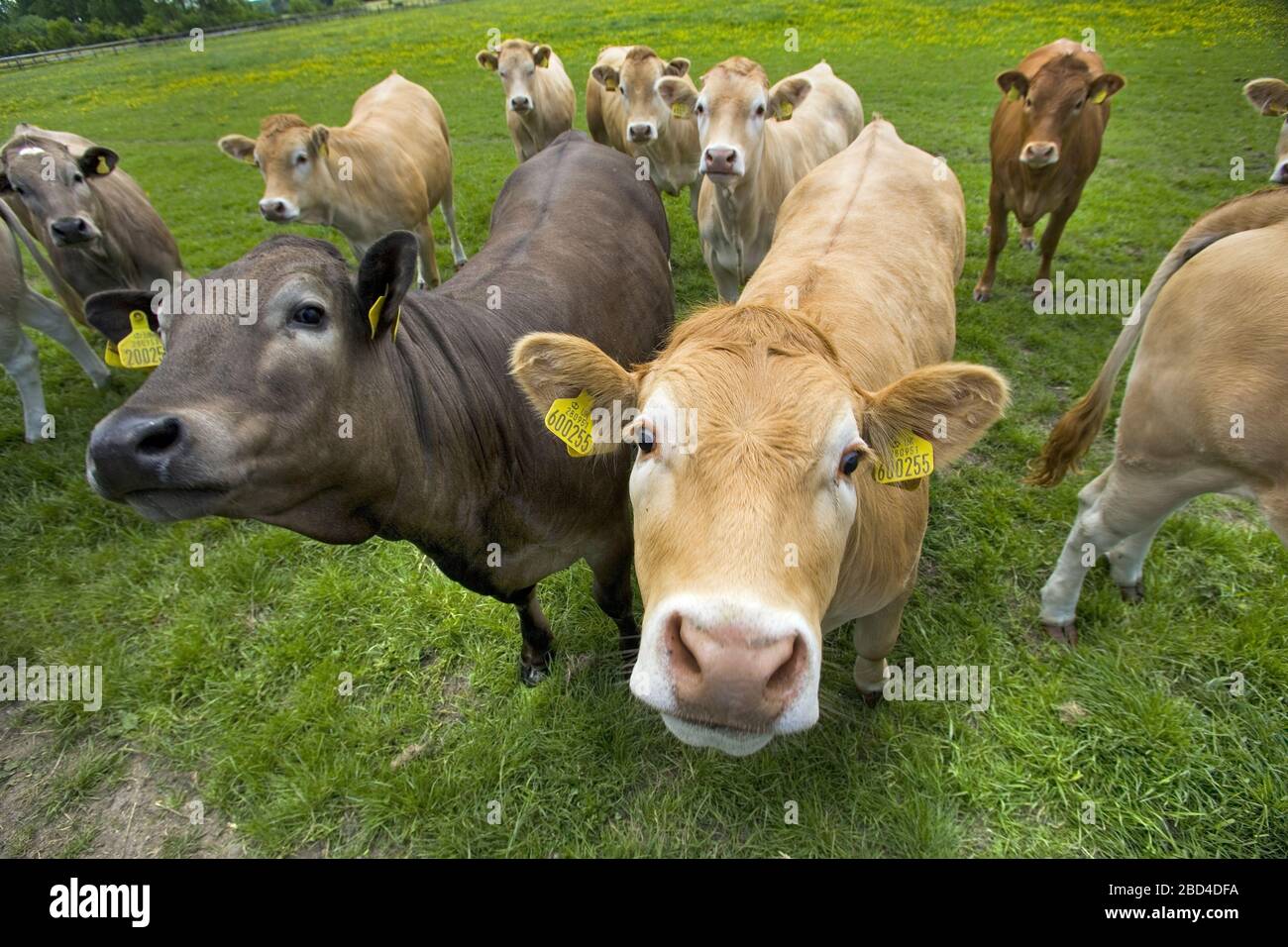Beef Calves in Buttercup Meadow Tring Hertfordshire Stock Photo Alamy