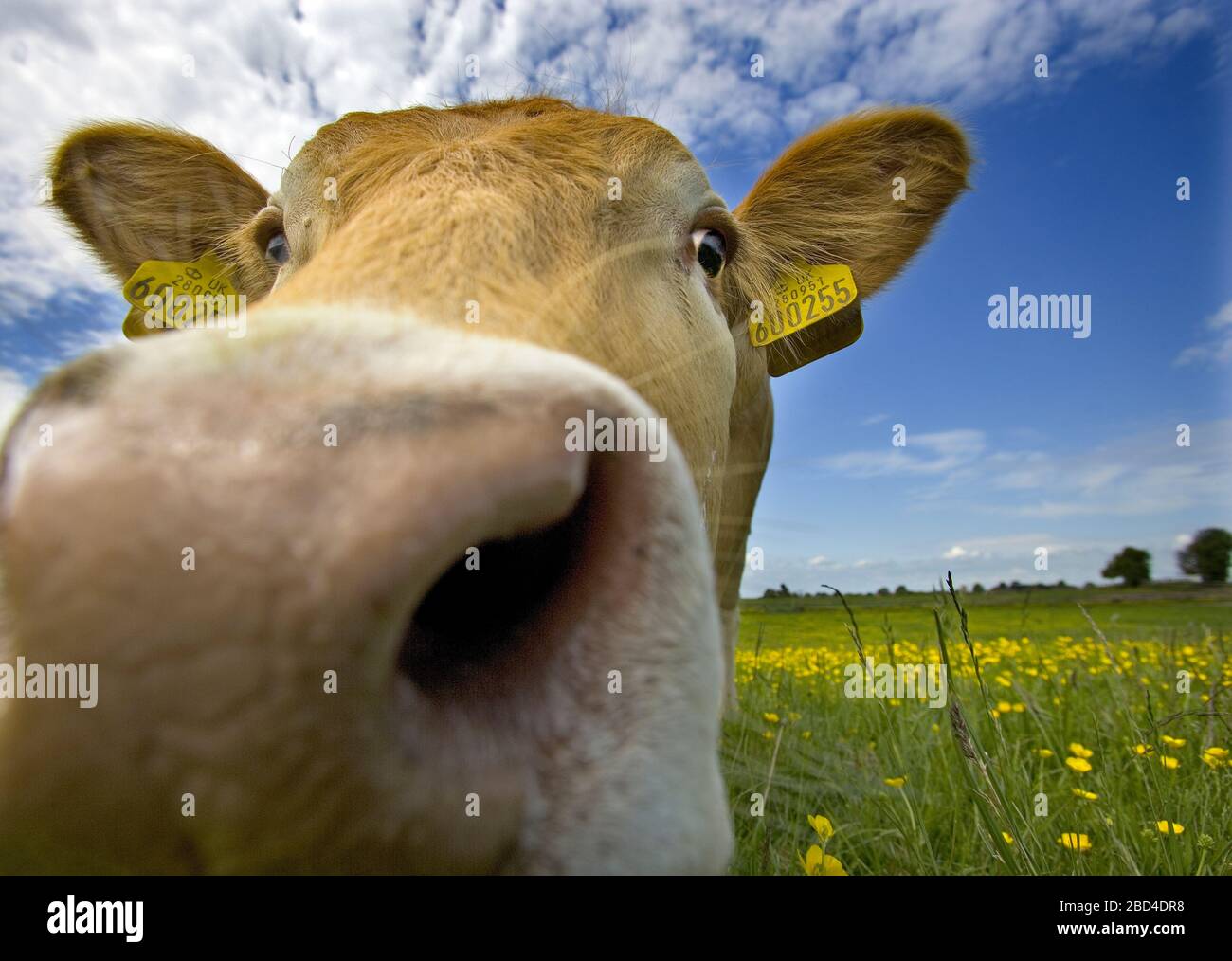 Beef Calves in Buttercup Meadow Tring Hertfordshire Stock Photo Alamy