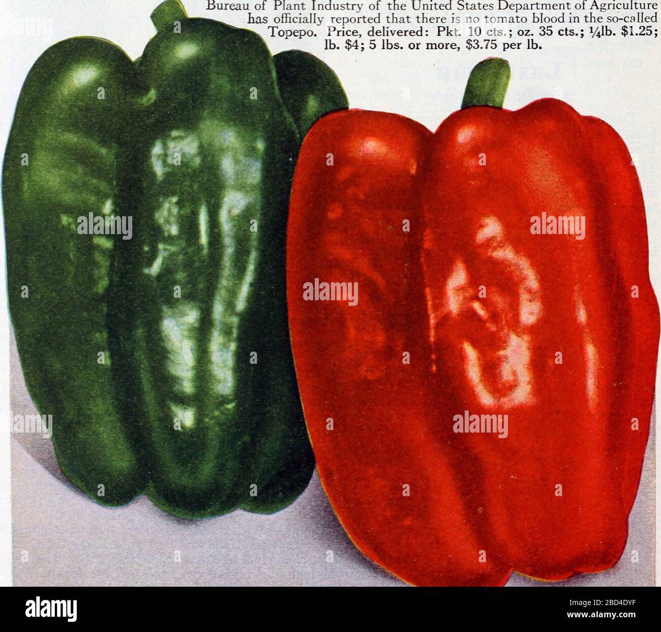 Historical Food Illustration - Green Bell Pepper and Red Bell Pepper - Image from page 35 of 'Eighty-five super-standard strains season of 1927' (1927) Stock Photo