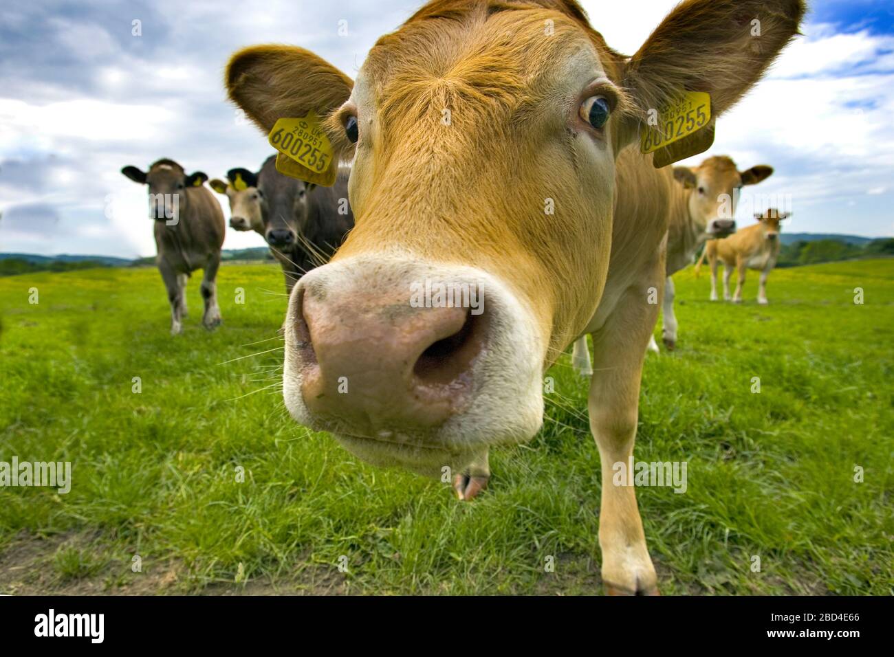 Beef Calves in Buttercup Meadow Tring Hertfordshire Stock Photo Alamy