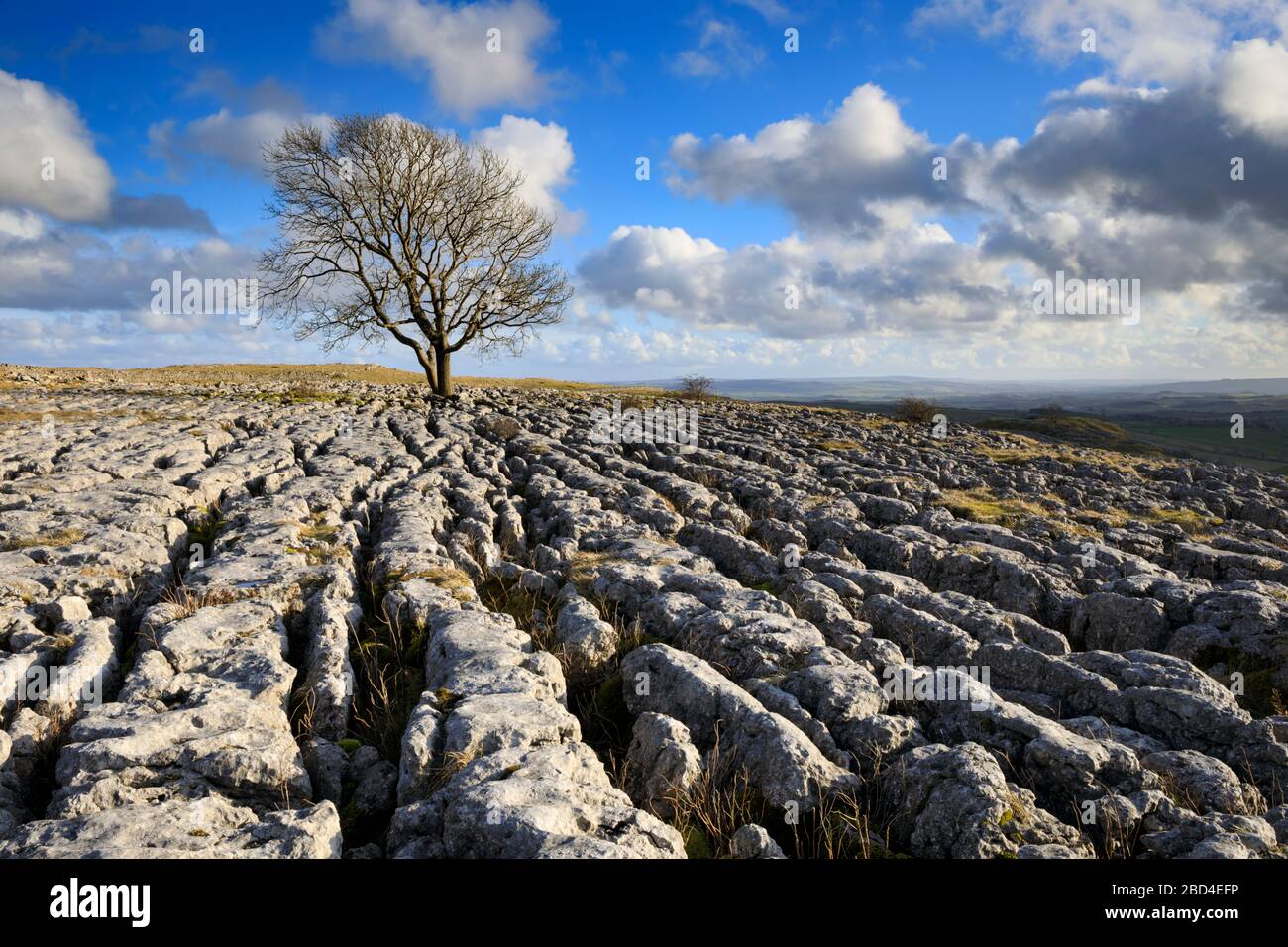A lone oak tree on a patch of limestone pavement at Malham Lings in the