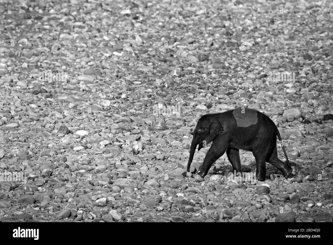 The image of Asian elephant (Elephas maximus)  calf in Landscape of Ramganga river in Corbett national park, India,Asia Stock Photo