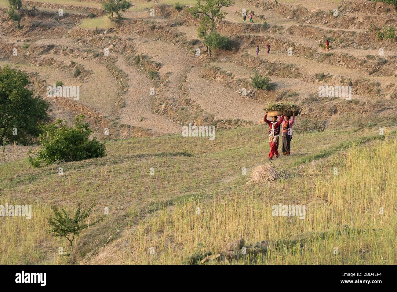 The image of Local village ladies returning home in the evening in Sitlakhet, Almora in Kumaon, Uttaranchal, India, Asia Stock Photo