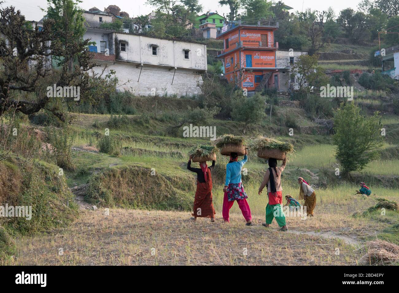 The image of Local village ladies returning home in the evening in Sitlakhet, Almora in Kumaon, Uttaranchal, India, Asia Stock Photo