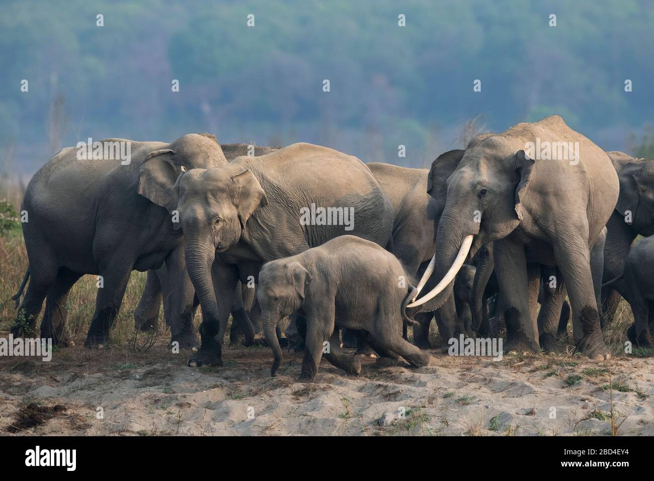 The image of Asian elephant (Elephas maximus) herd in Landscape of Corbett national park, India,Asia Stock Photo