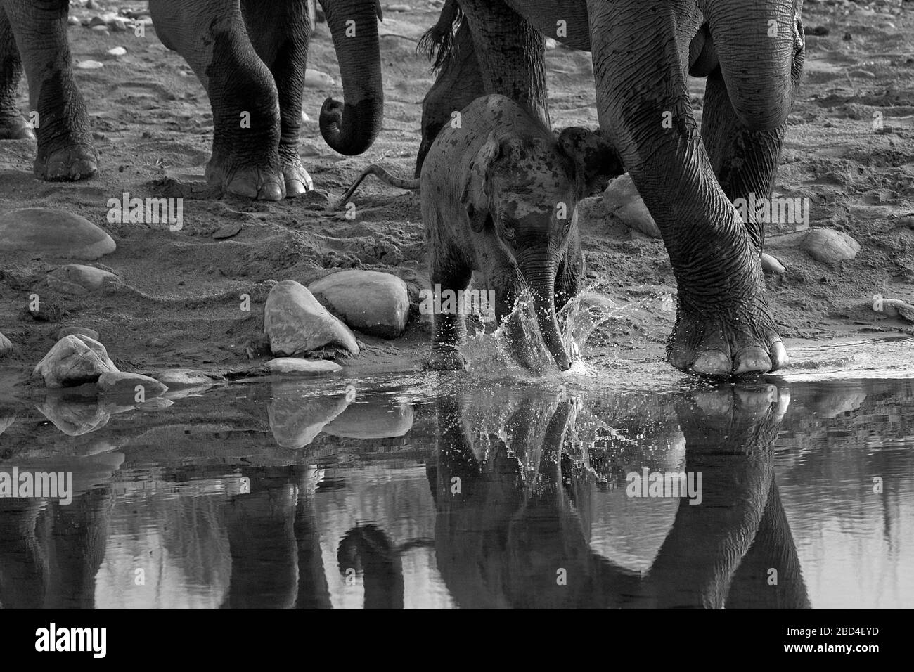 The image of Asian elephant (Elephas maximus) mother and calf in Corbett national park, India,Asia Stock Photo