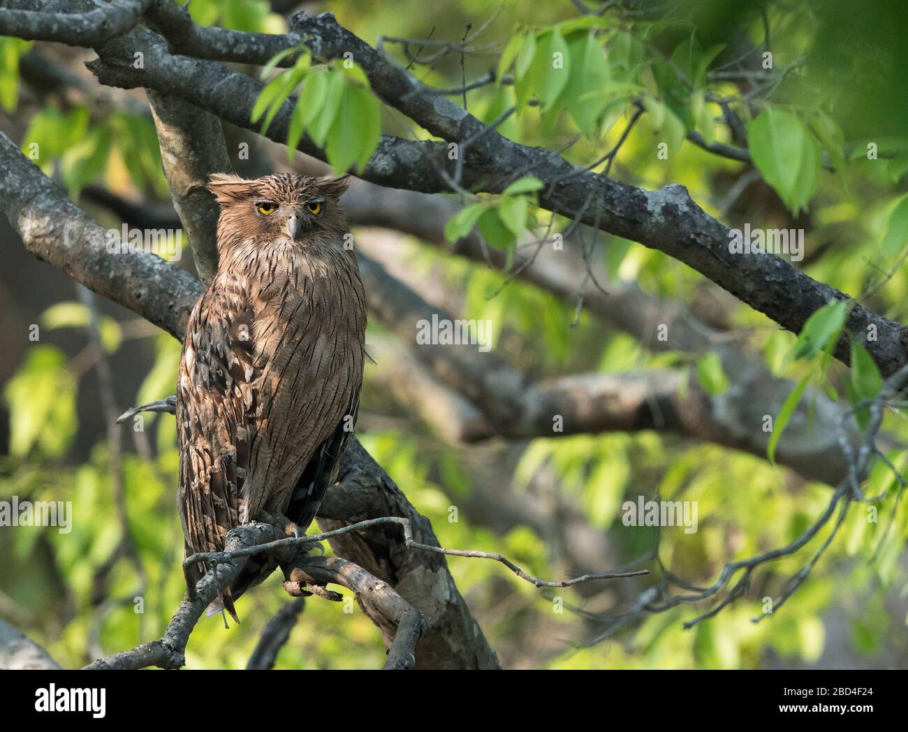 The image of  Brown fish owl (Ketupa zeylonensis) in Corbett national park, India,Asia Stock Photo