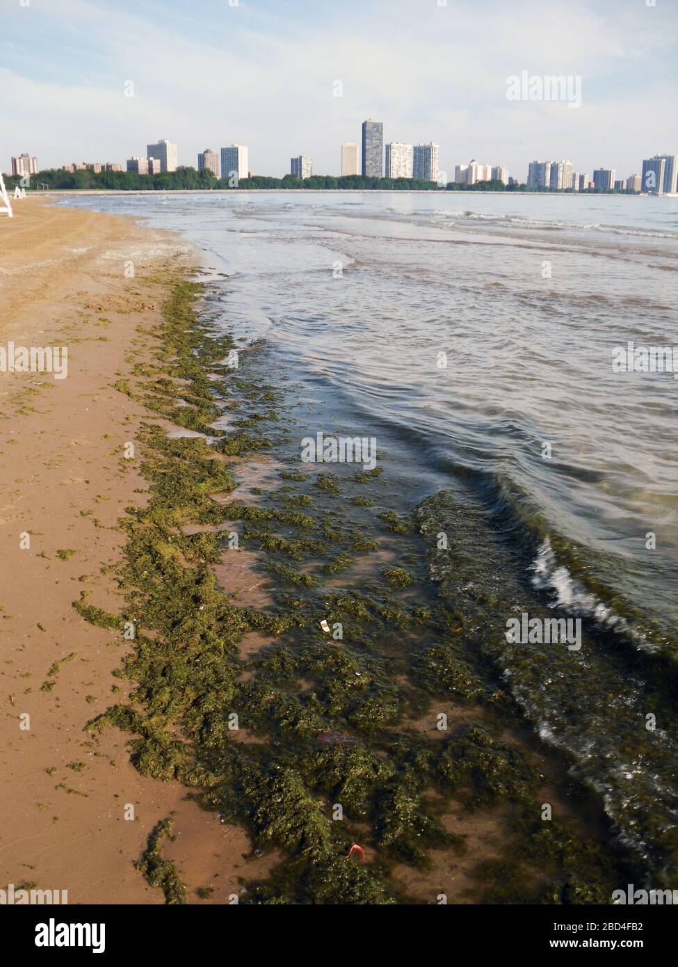 Large patches of Cladophora, a green algae, lining the shore of Lake Michigan. Accumulation of Cladophora in shoreline waters is believed to be linked to avian botulism outbreaks, which have recently increased in the Great Lakes Stock Photo