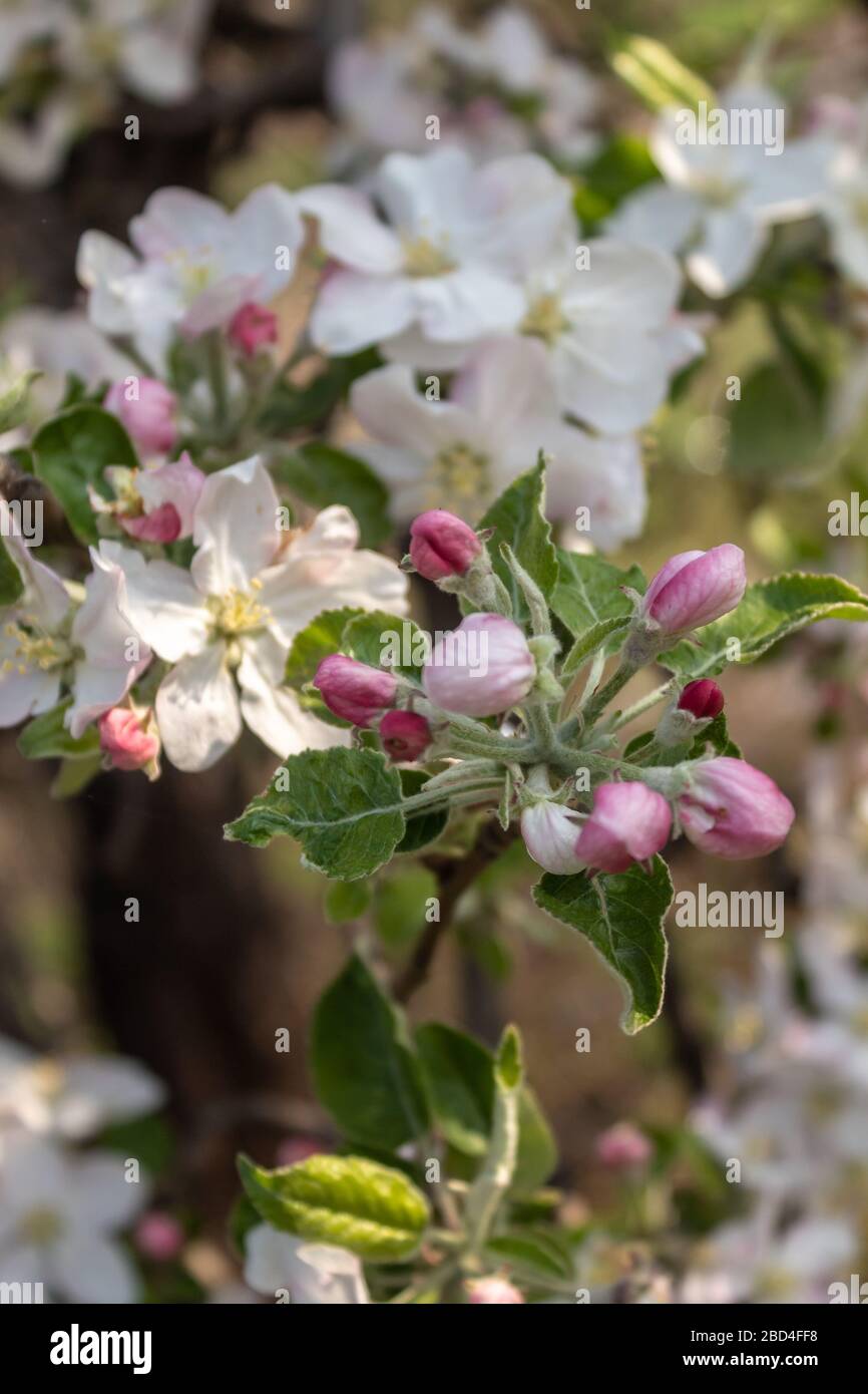 Buds young leaves apple tree hi-res stock photography and images - Alamy