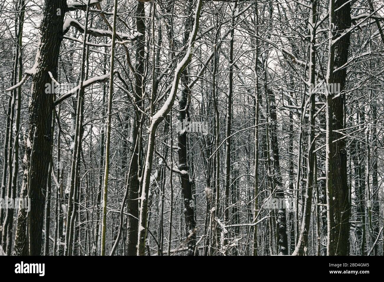 Night landscape in the park in Moscow with snow in winter Stock Photo ...