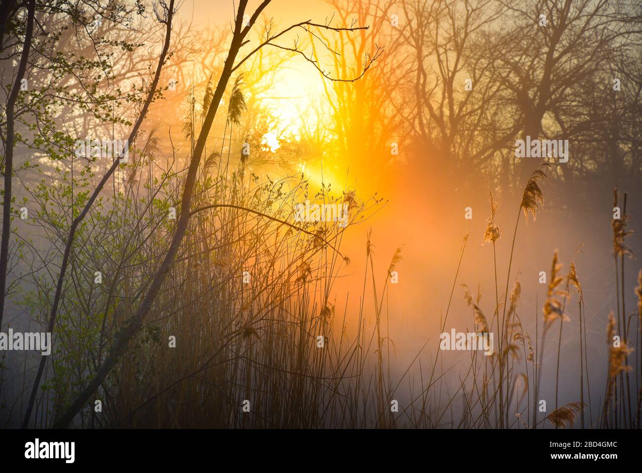 sunrise in the rhin wetlands in alsace on a spring day Stock Photo