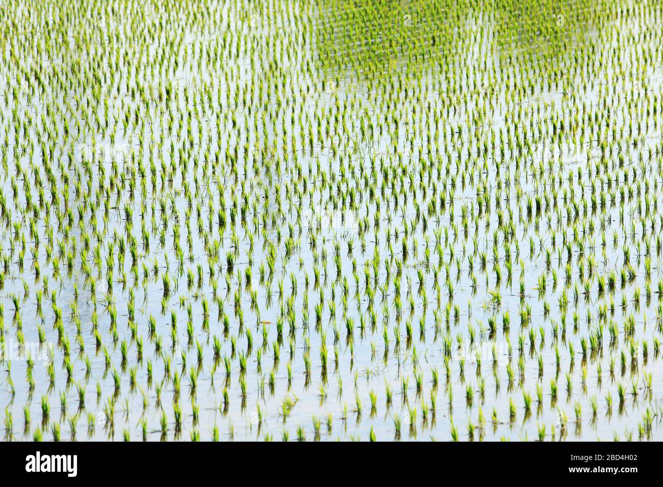 Plant rice seedlings hi-res stock photography and images - Alamy