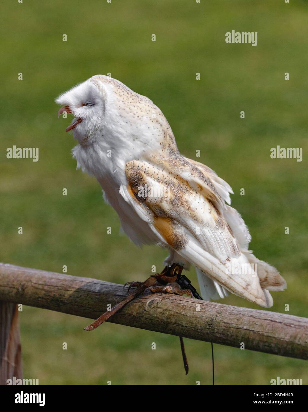 Common barn owl Tytonidae Stock Photo Alamy