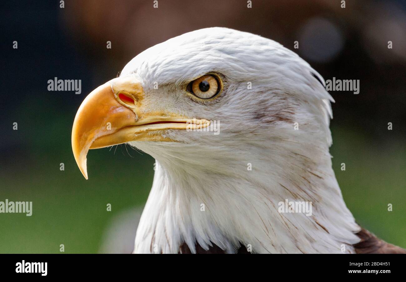 Bald eagle close up head shot Stock Photo