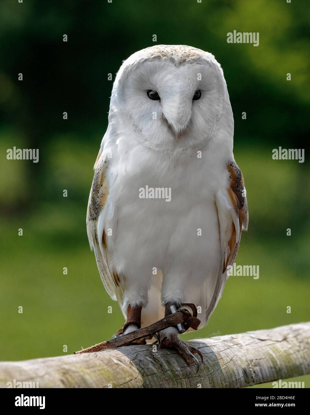 Common barn owl Tytonidae Stock Photo - Alamy