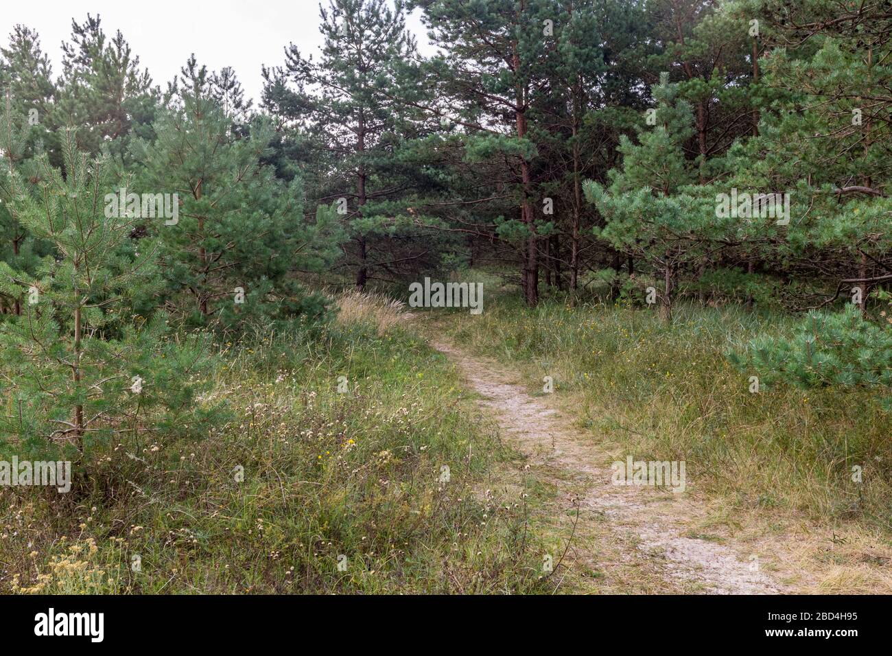 Woodland just behind the beach on the island of Rügen, Germany on the Baltic coast Stock Photo