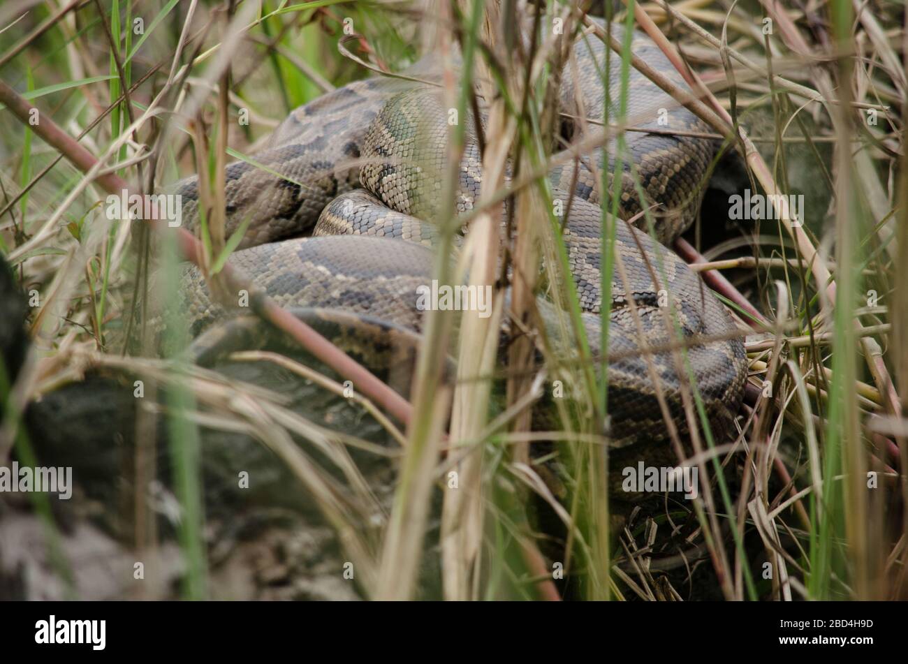 reticulated python is a species of python found in Southeast Asia. They are the world's longest snakes and longest reptiles, Stock Photo