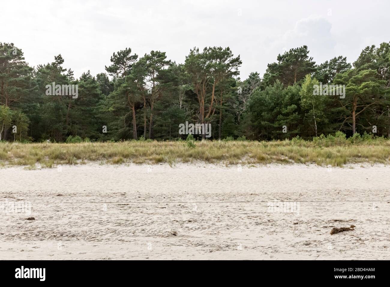 Woodland and vegetation directly behind the beach on the island of Rügen, Germany Stock Photo