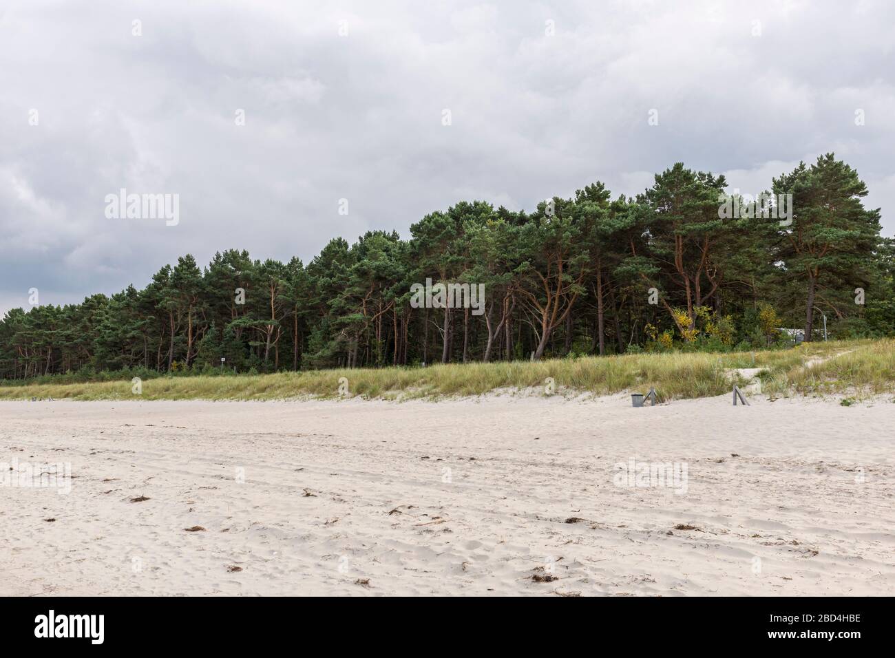 Woodland and vegetation directly behind the beach on the island of Rügen, Germany Stock Photo
