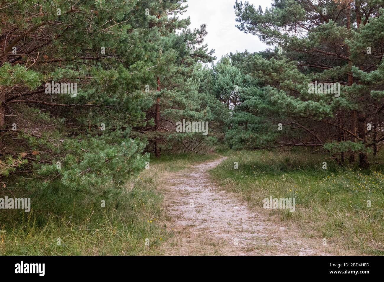 Woodland just behind the beach on the island of Rügen, Germany on the Baltic coast Stock Photo