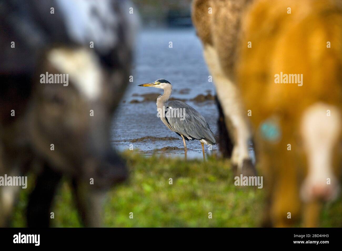 Cley grazing marsh norfolk hi-res stock photography and images - Alamy