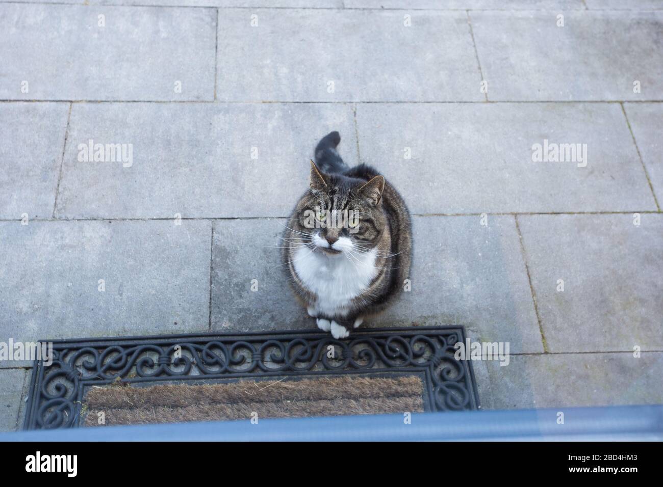 Striped Grey And White Cat In The Doorway Stock Photo, Picture and