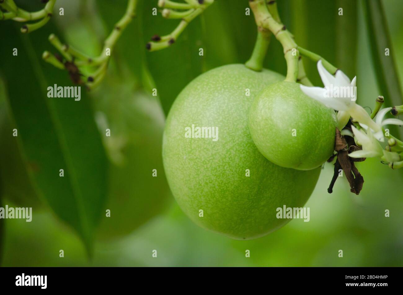 Cerbera odollam Gaertn is a dicotyledonous angiosperm, and commonly ...