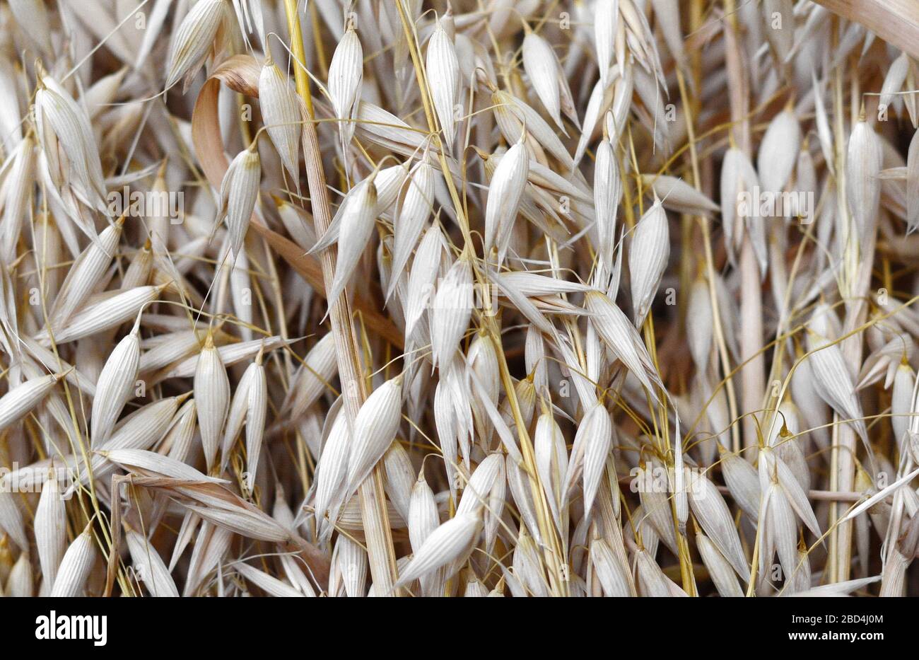 Bunch of golden oats. Oat ears . Bouquet of dried oat. Agriculture ...